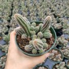 Peanut Cactus (Echinopsis chamaecereus) Rare Succulent Plant Shown in 4" Pot