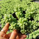 Sedum Burrito Donkey Tail Rare Succulent Plant Shown in 4" Pot