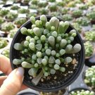Fenesteria Baby Toes Rare Succulent Plant Shown in 4" Pot