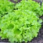 600+GREEN ICE LETTUCE Seeds Organic Non-GMO Spring/Fall Garden/Patio Container