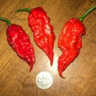 Lot of 3 (75+ DAYS OLD) RED GHOST BHUT JOLOKIA Super Hot Pepper Live Plants