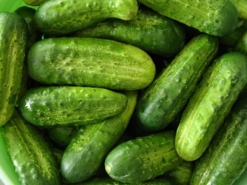 Homemade Pickles Cucumber 60 Seeds, NON-GMO, Heirloom, Variety Sizes, FREE SHIPPING