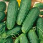 Homemade Pickles Cucumber 60 Seeds, NON-GMO, Heirloom, Variety Sizes, FREE SHIPPING