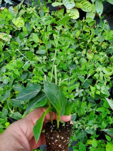 JASMINUM MULTYFLORUM STARTER LIVE PLANT~DOWNY JASMINE 5 INCHES TALL
