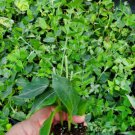 JASMINUM MULTYFLORUM STARTER LIVE PLANT~DOWNY JASMINE 5 INCHES TALL