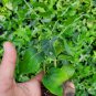 JASMINUM MULTYFLORUM STARTER LIVE PLANT~DOWNY JASMINE 5 INCHES TALL