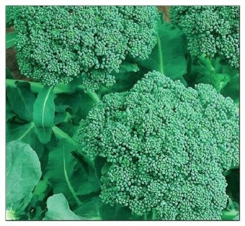 Broccoli Seeds | 200+ | NON-GMO | Fresh Garden Seeds