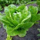 LETTUCE SEED, BUTTERHEAD BUTTERCRUNCH, HEIRLOOM, ORGANIC, NON GMO