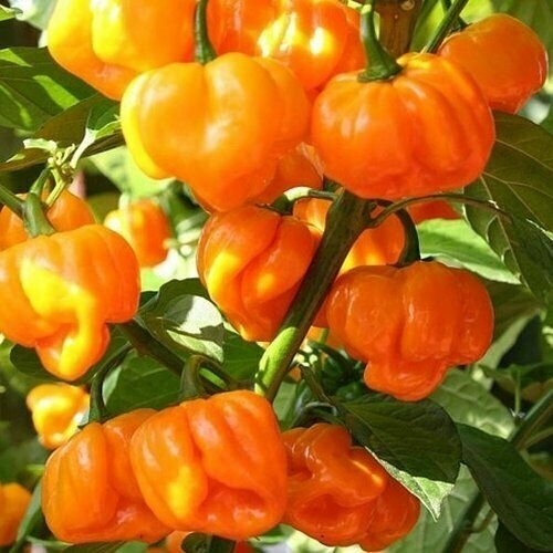 25+ Super-Hot Scotch Bonnet, Orange Premium Pepper Seeds-D 64