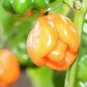 25+ Super-Hot Scotch Bonnet, Orange Premium Pepper Seeds-D 64