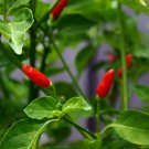 25+ Premium Super-Hot Pequin Pepper Seeds-D 58