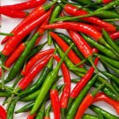 50+ Heirloom Super-Hot Thai Bird Premium Pepper Seeds-D 69