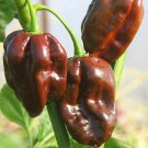 50+ Caribbean Super-Hot Chocolate Habanero Premium Pepper Seeds-D 44