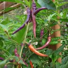 50+ Hot Heirloom Buena Mulata Premium Pepper Seeds-D 27