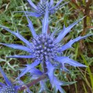 Eryngium Planum | Sea Holly | 20_Seeds I Buy 2 Get One Free