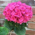 5 Pink Hydrangea Seeds Perennial Hardy Garden Shrub Bloom Bush Flowers Seed