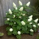 Oakleaf Hydrangea shrub,  Native US Plant - FREE SHIPPING