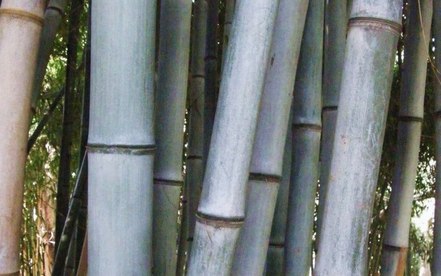 100 Blue Gray giant bamboo seeds Phyllostachys Nigra Henon USA SELLER