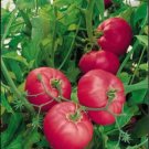 Giant Belgium Pink Tomato, 50++ Seeds, Giant Belgian, NON-GMO, Heirloom, FREE SHIP
