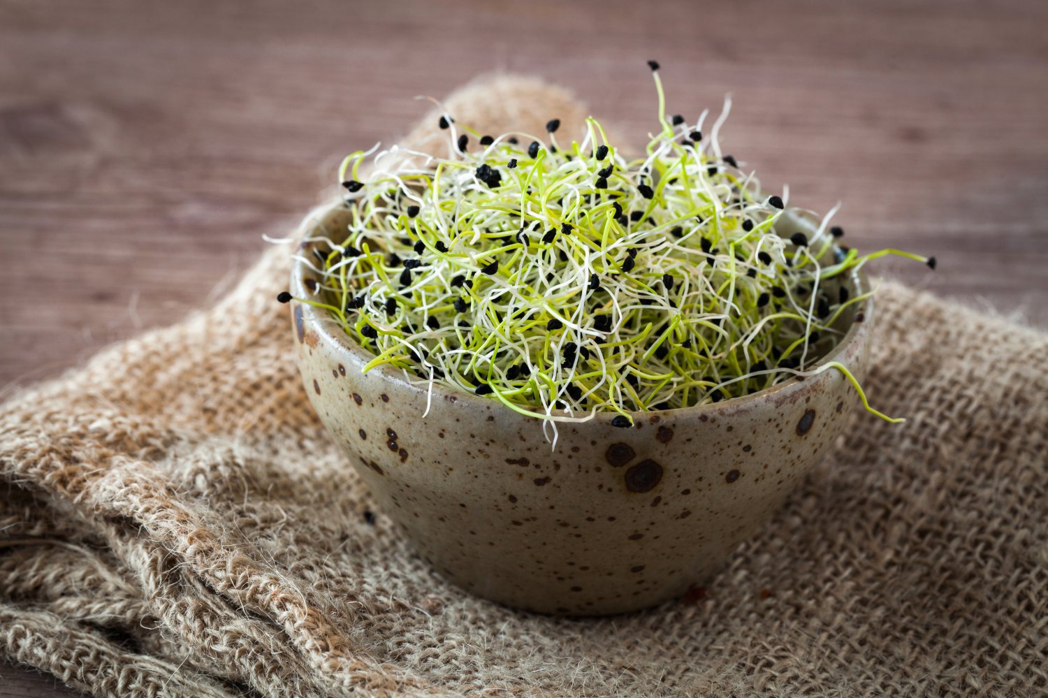 Onion - Organic Microgreen Seeds