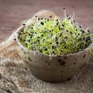Onion - Organic Microgreen Seeds