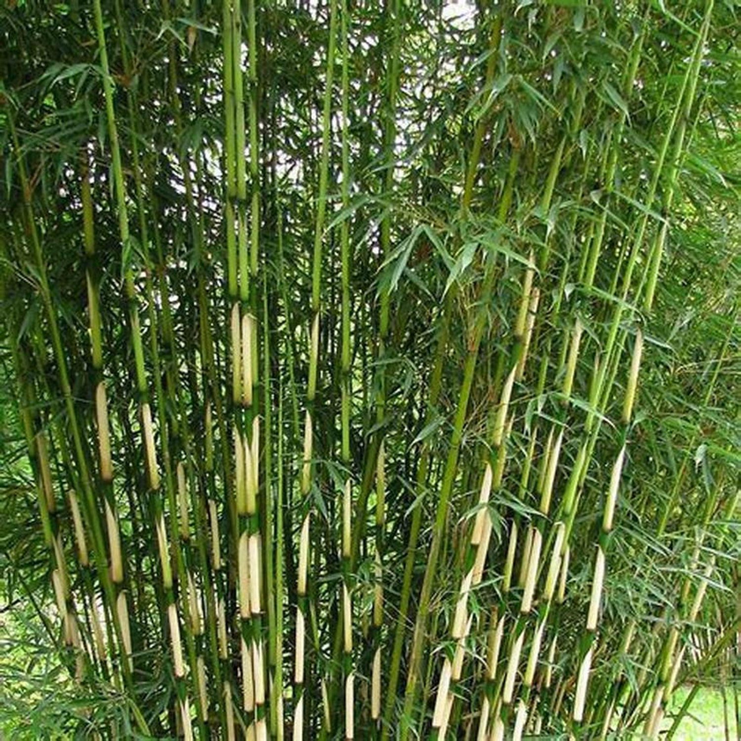 100++ Fargesia Robusta Campbell, seeds, Clumping bamboo USA SELLER ...