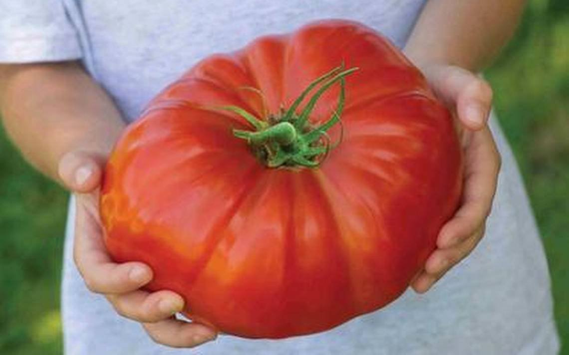 Giant Belgium Pink Tomato, 50++ Seeds, Giant Belgian, NON-GMO, Heirloom ...