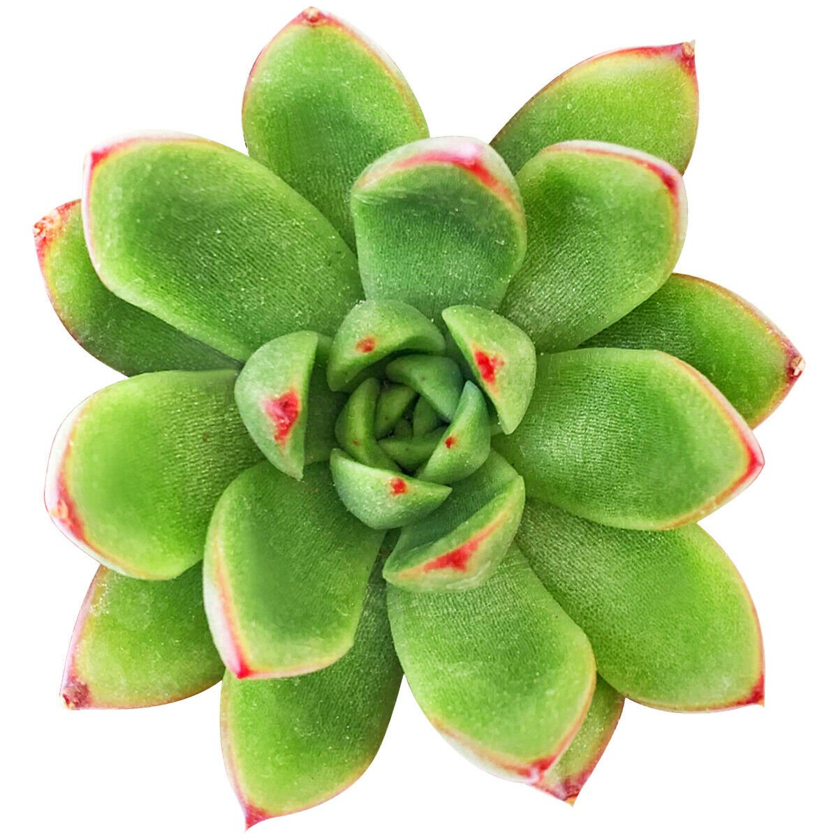 Echeveria Agavoides Succulent 4inch + Clay Pot