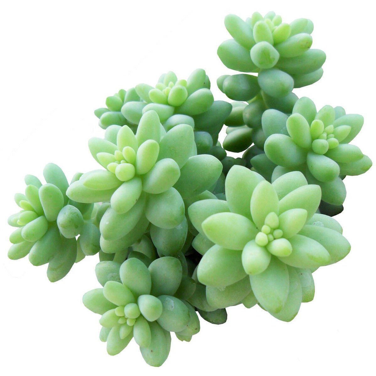 Donkey Tail Plant Sedum Burrito Succulent 4inch