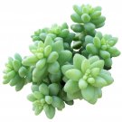 Donkey Tail Plant Sedum Burrito Succulent 4inch