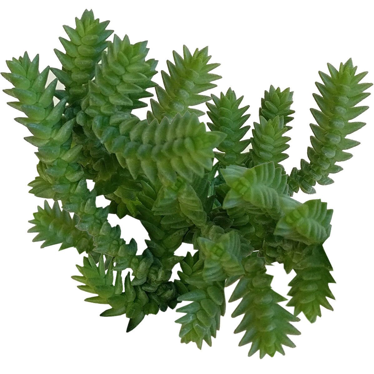 Crassula Giant Watch Chain 2inch + Clay Pot
