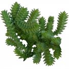 Crassula Giant Watch Chain 2inch + Clay Pot