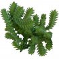Crassula Giant Watch Chain 2inch + Clay Pot