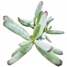 Cotyledon orbiculata var. flanaganii 2inch + Clay Pot