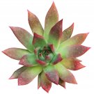 Echeveria Agavoides Lipstick Succulent 2inch