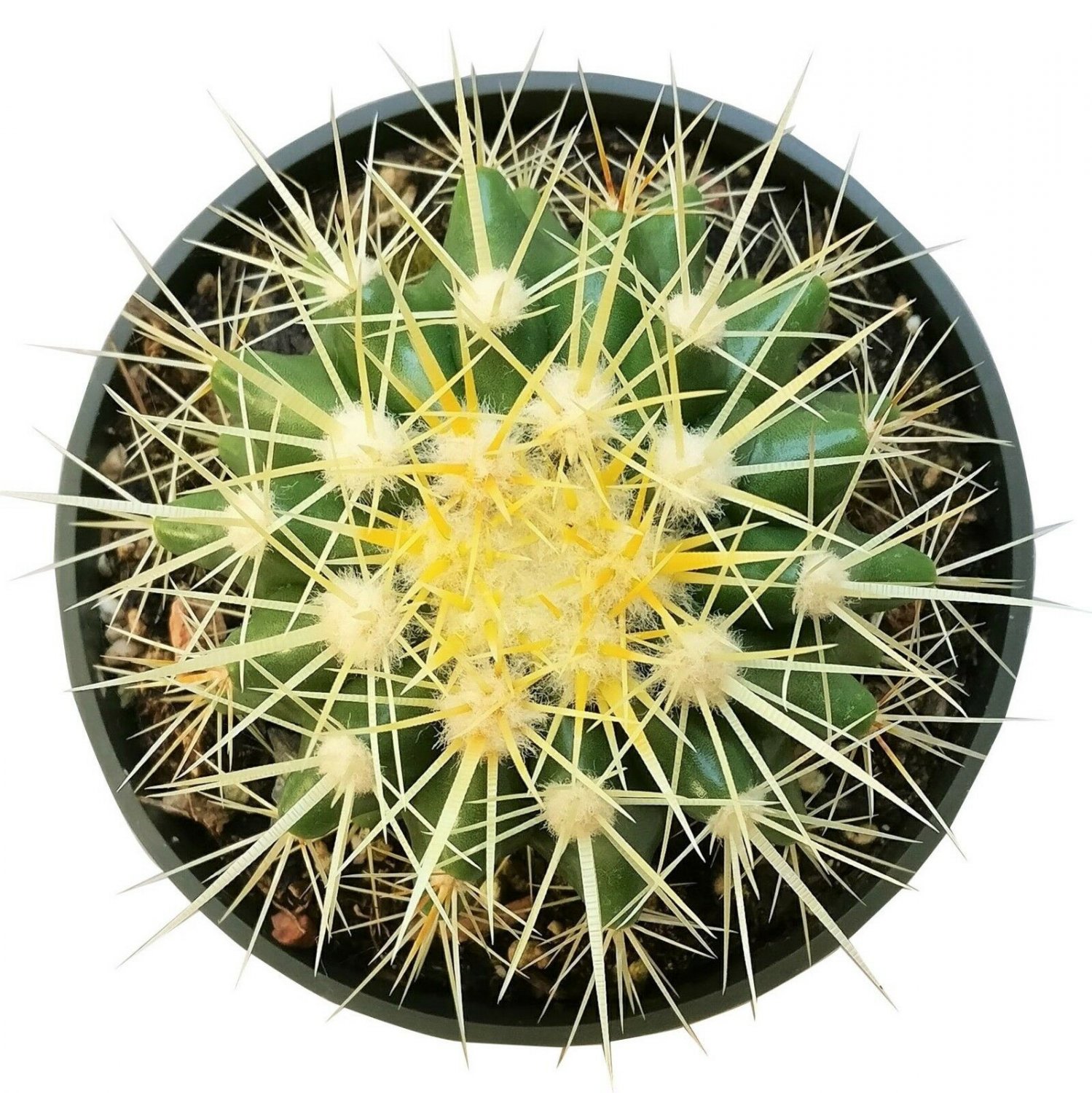 Golden Barrel Cactus Echinocactus Grusonii Cactus 2inch + Clay Pot