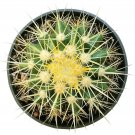 Golden Barrel Cactus Echinocactus Grusonii Cactus 4inch + Clay Pot
