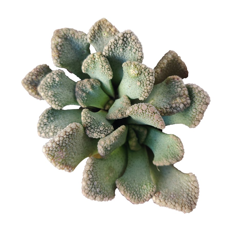 Concrete Leaf Titanopsis calcarea 2inch