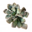 Concrete Leaf Titanopsis calcarea 2inch + Clay Pot