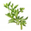 String of Bananas Curio Radicans 4inch + Clay Pot