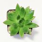 Echeveria Agavoides Succulent 2inch