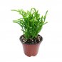 Crassula Giant Watch Chain 2inch