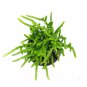 Crassula Giant Watch Chain 2inch