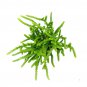 Crassula Giant Watch Chain 2inch