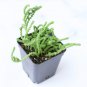 Crassula Giant Watch Chain 2inch