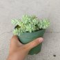Donkey Tail Plant Sedum Burrito Succulent 6inch