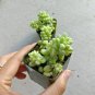 Donkey Tail Plant Sedum Burrito Succulent 6inch