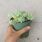 Donkey Tail Plant Sedum Burrito Succulent 4inch