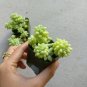 Donkey Tail Plant Sedum Burrito Succulent 4inch