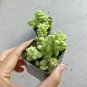 Donkey Tail Plant Sedum Burrito Succulent 2inch